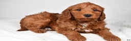Mini Goldendoodle dogs for sale: Nicholas - Ad 4