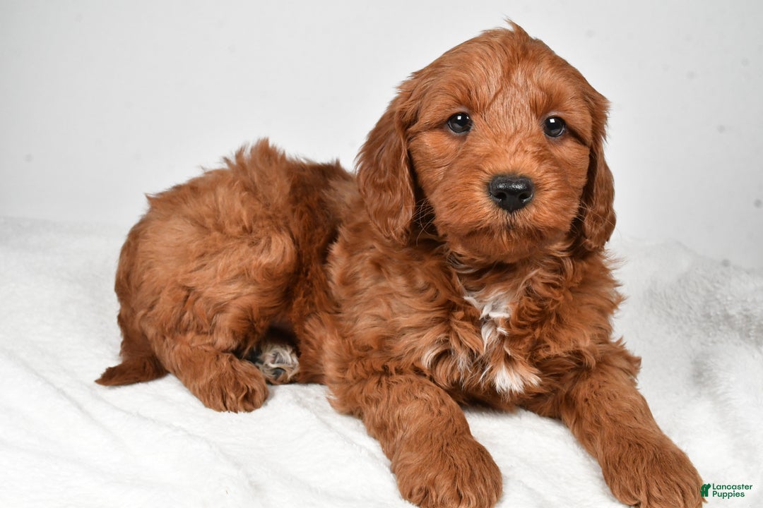 Mini Goldendoodle dogs for sale: Nicholas - Ad 4
