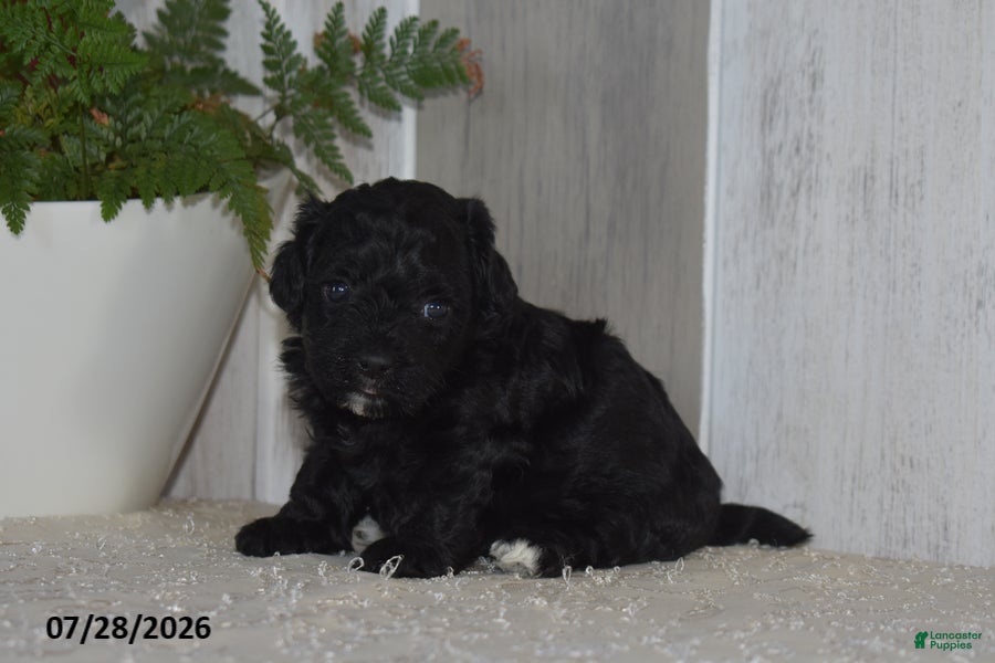 Maltipoo dogs Piper - Ad 2