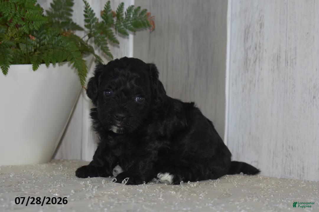 Maltipoo dogs for sale: Piper - Ad 2