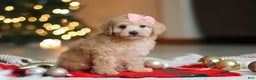 Maltipoo dogs for sale: Bonnie - Ad 3