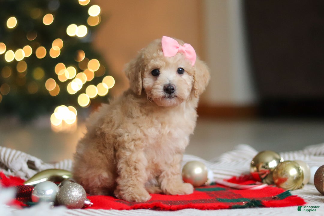 Maltipoo dogs for sale: Bonnie - Ad 3