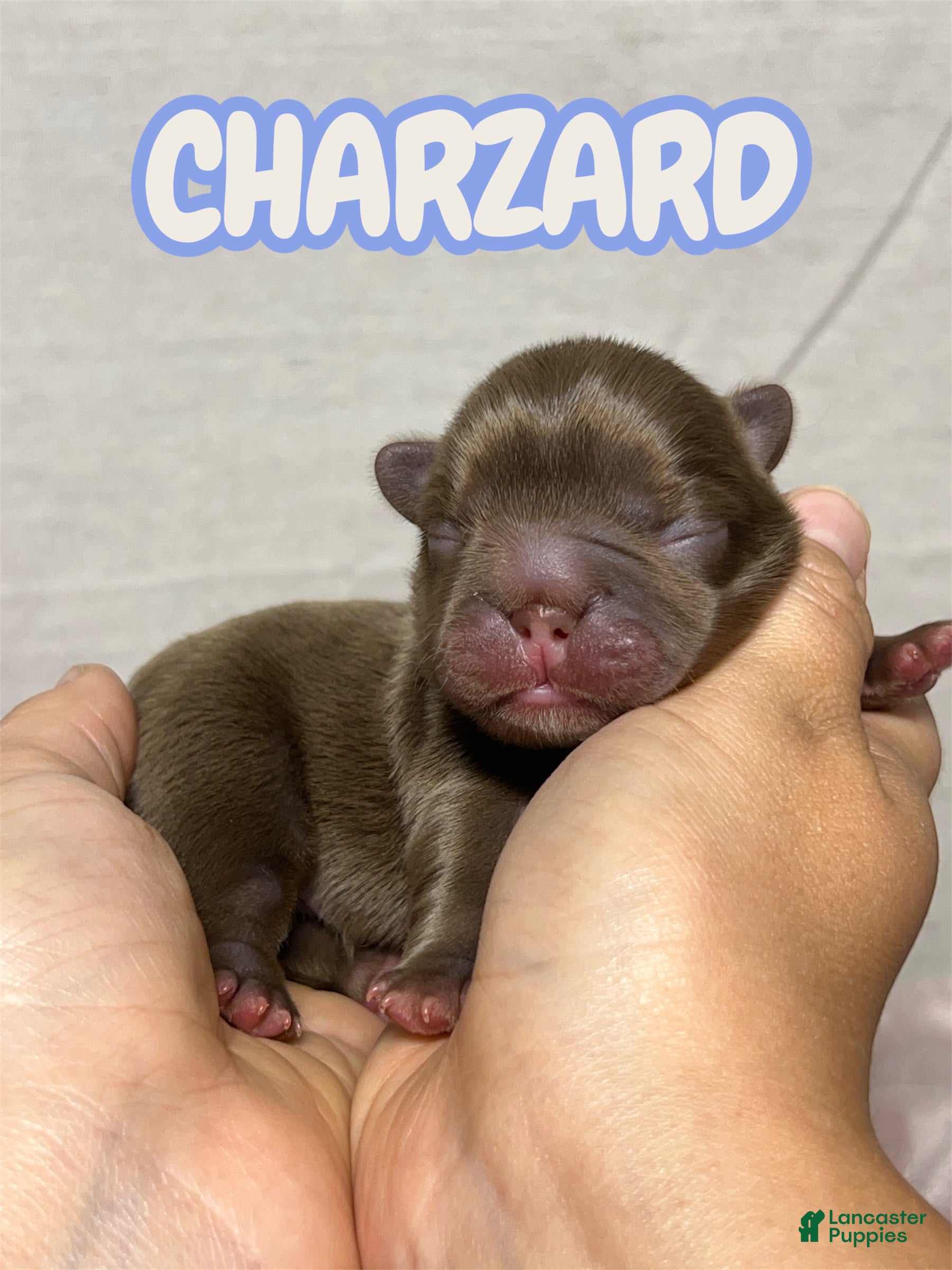 French Bulldog dogs Charzard  - Ad 1