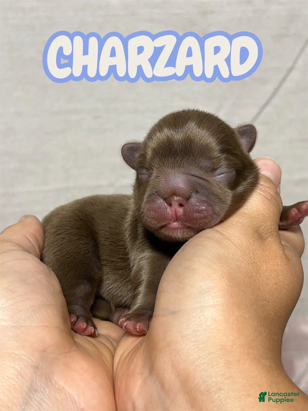 French Bulldog dogs for sale: Charzard  - Ad 1