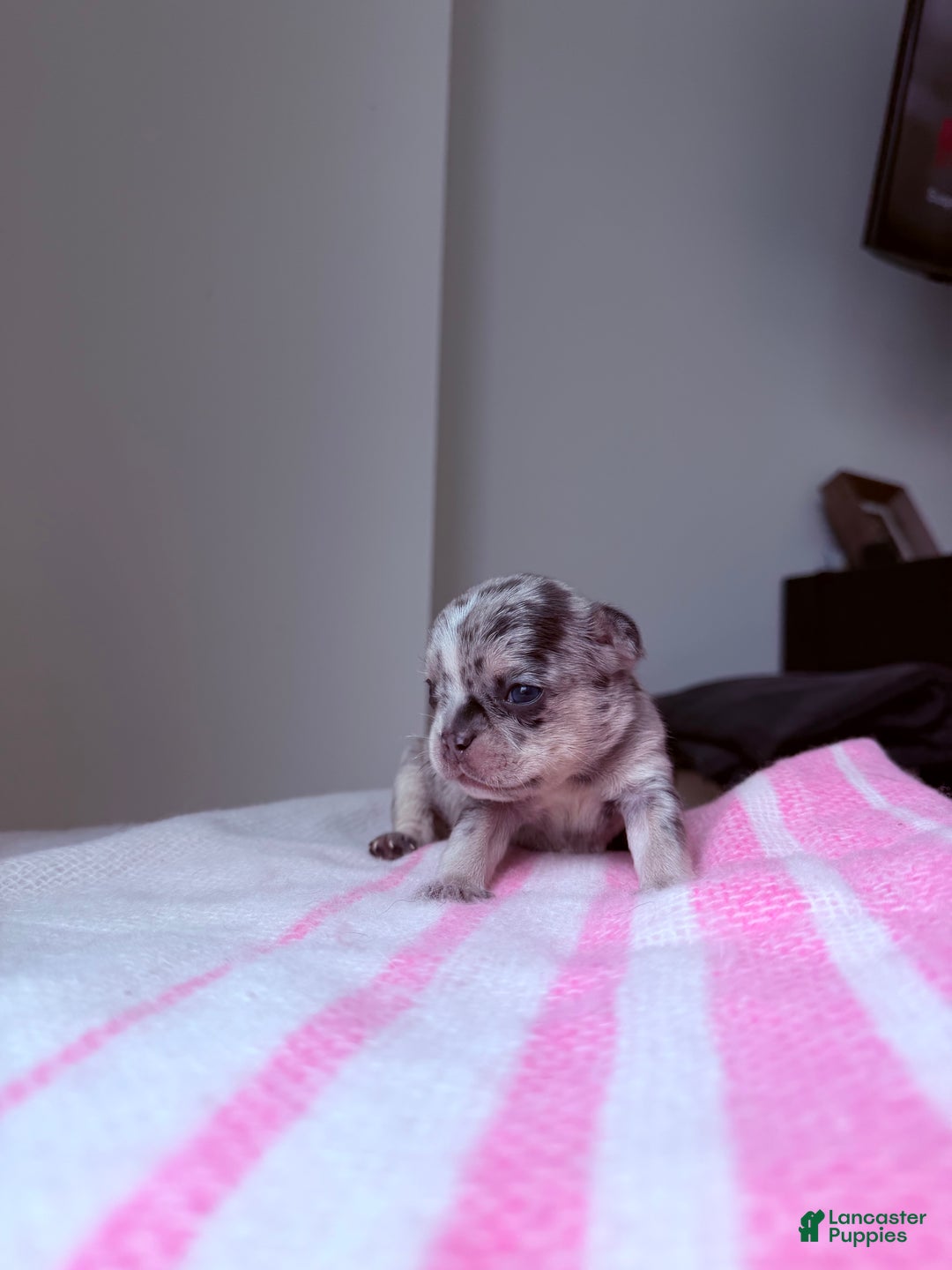French Bulldog dogs for sale: Stormie - Ad 6