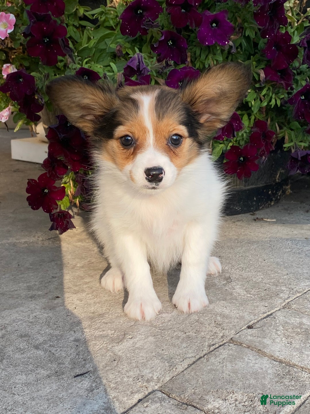Papillon dogs for sale: Rosie - Ad 4