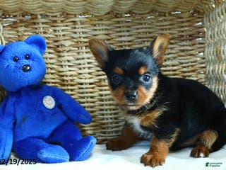 Yorkshire Terrier dogs Nick - Ad 25