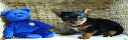 Yorkshire Terrier dogs for sale: Nick  - Ad 6