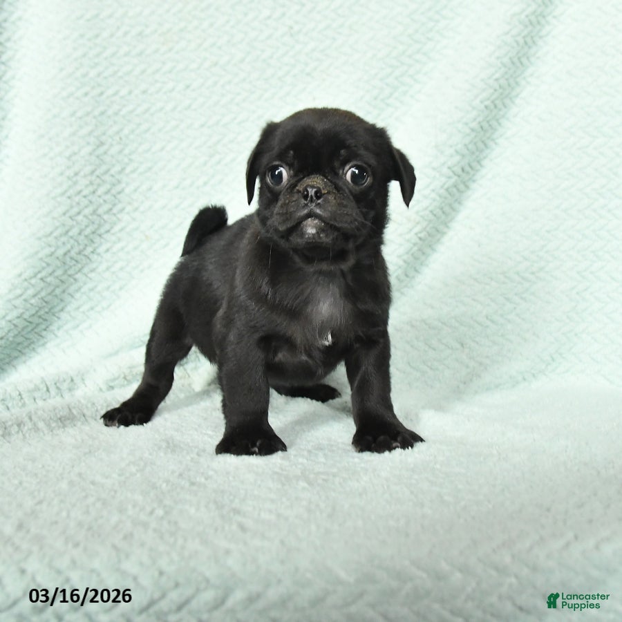 Pug dogs Admiral - Ad 1