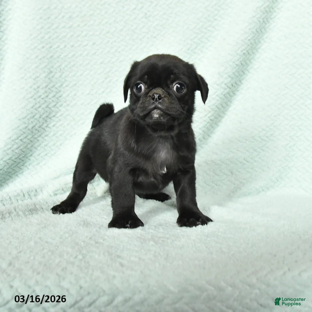 Pug dogs for sale: Admiral - Ad 1