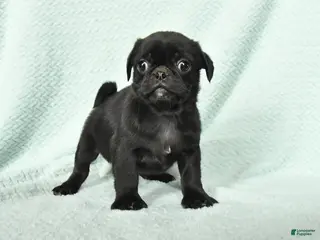 Pug dogs for sale: Admiral - Ad 2