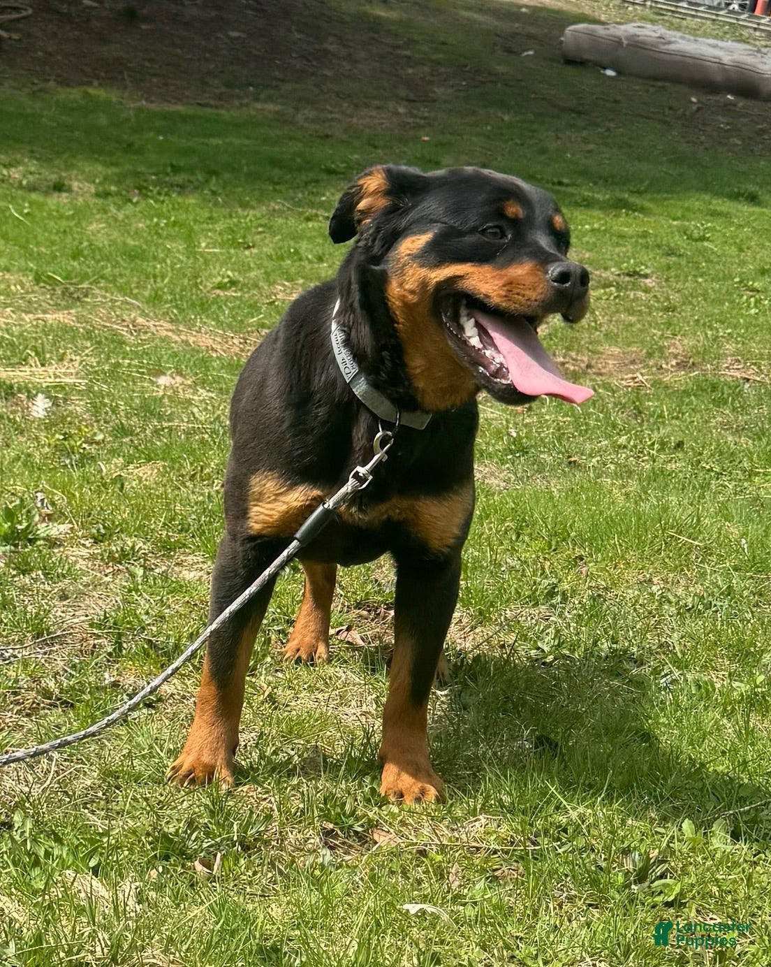 Mixed Breed dogs Mixed Breed 1 - Ad 1