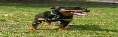 Mixed Breed 1