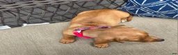 Miniature Dachshund dogs for sale: Yellow Girl - Ad 4