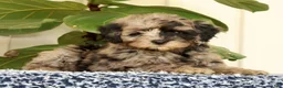 Mini Goldendoodle dogs for sale: Carter - Ad 3