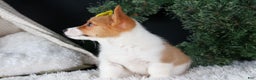 Welsh Corgi Pembroke dogs for sale: Izzy - Ad 7