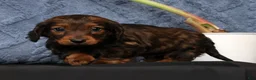 Miniature Dachshund dogs for sale: Niles - Ad 4