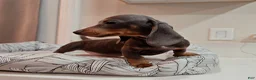 Miniature Dachshund dogs for sale: Miniature Dachshund Puppy 1 - Ad 3