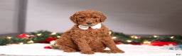Standard Poodle dogs for sale: Sophia - Ad 2