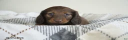 Miniature Dachshund dogs for sale: Isaac - Ad 3