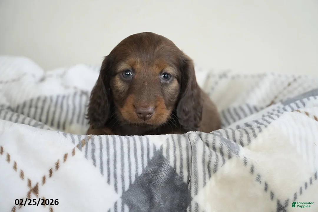 Miniature Dachshund dogs for sale: Isaac - Ad 3