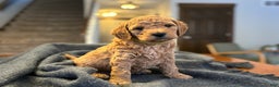 Goldendoodle dogs for sale: Felix - Ad 1