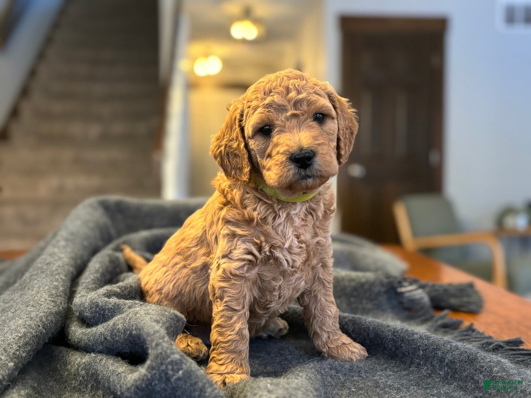 Goldendoodle dogs for sale: Felix - Ad 1