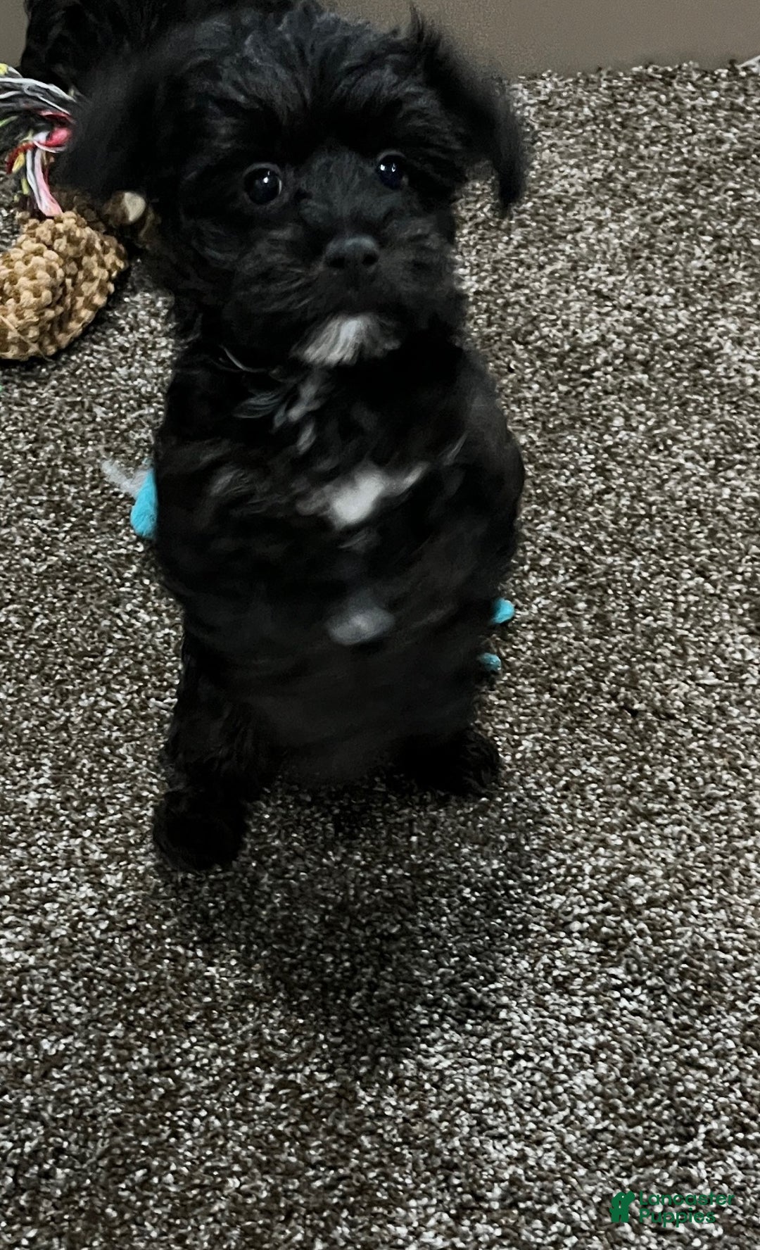 Yorkiepoo dogs for sale: Molly - Ad 9