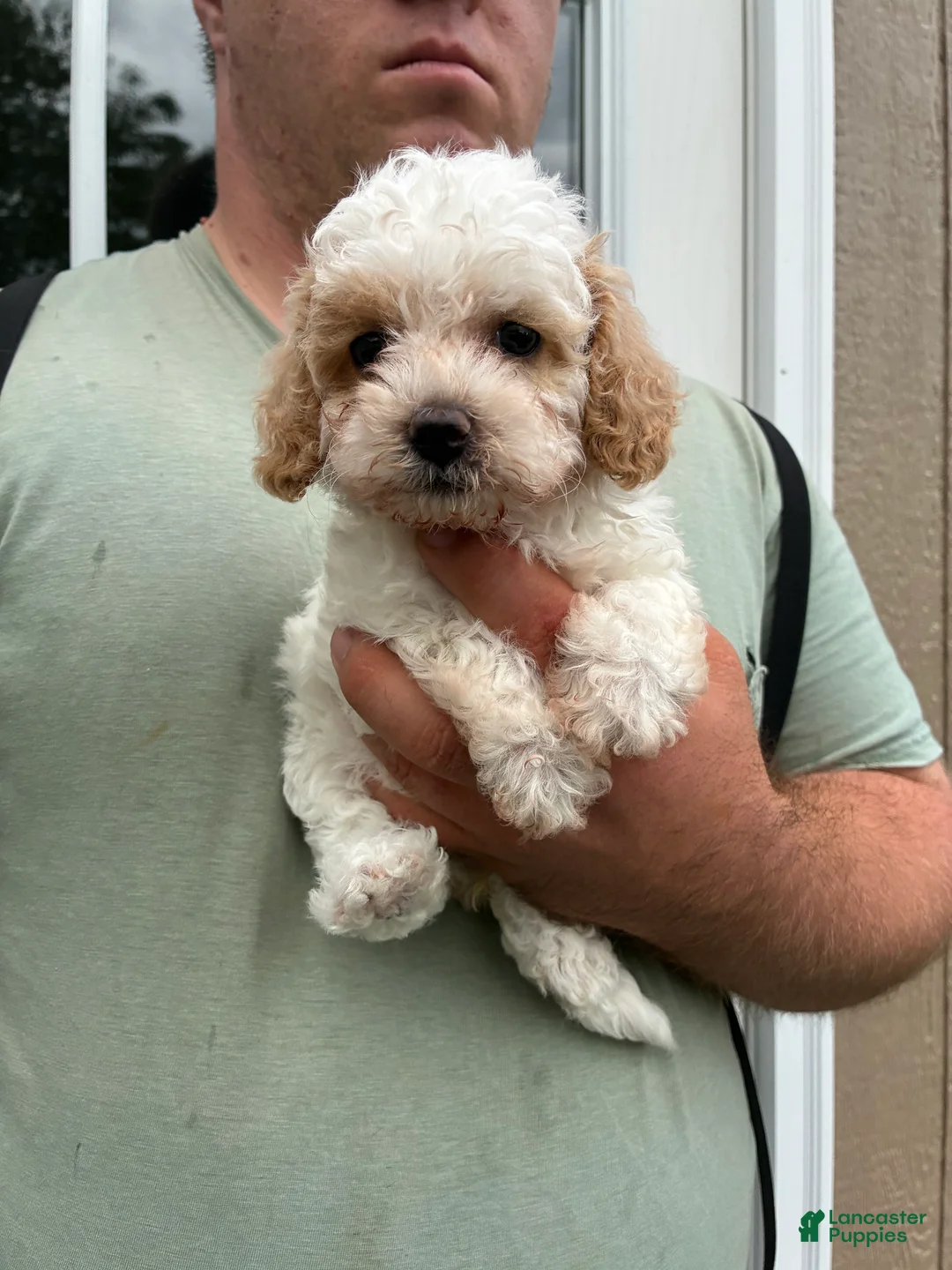 Mini Goldendoodle dogs for sale: Mini Goldendoodle 3 Fluffy Duffy - Ad 1