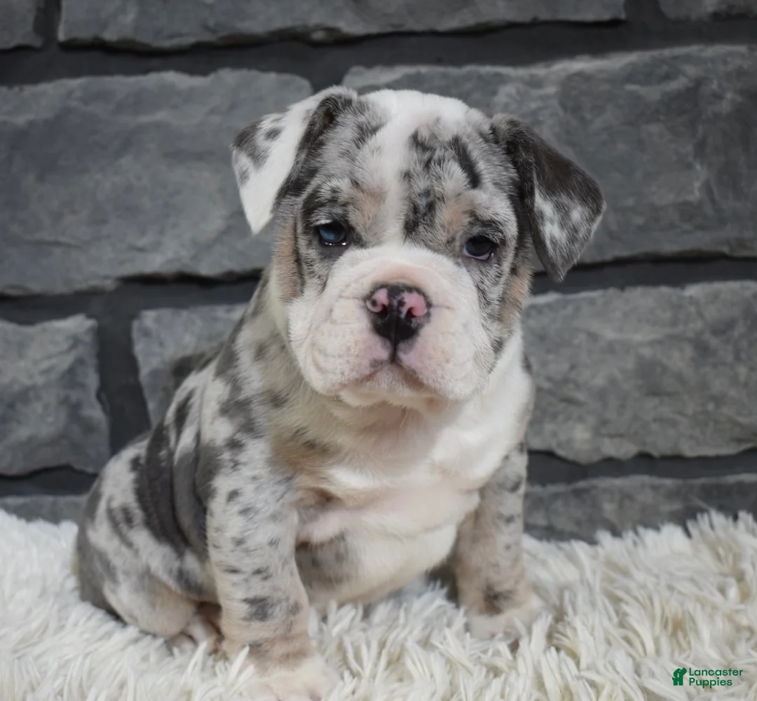 Mixed Breed dogs for sale: Daisy  - Ad 8