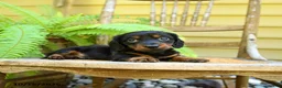 Miniature Dachshund dogs for sale: Prince   - Ad 1