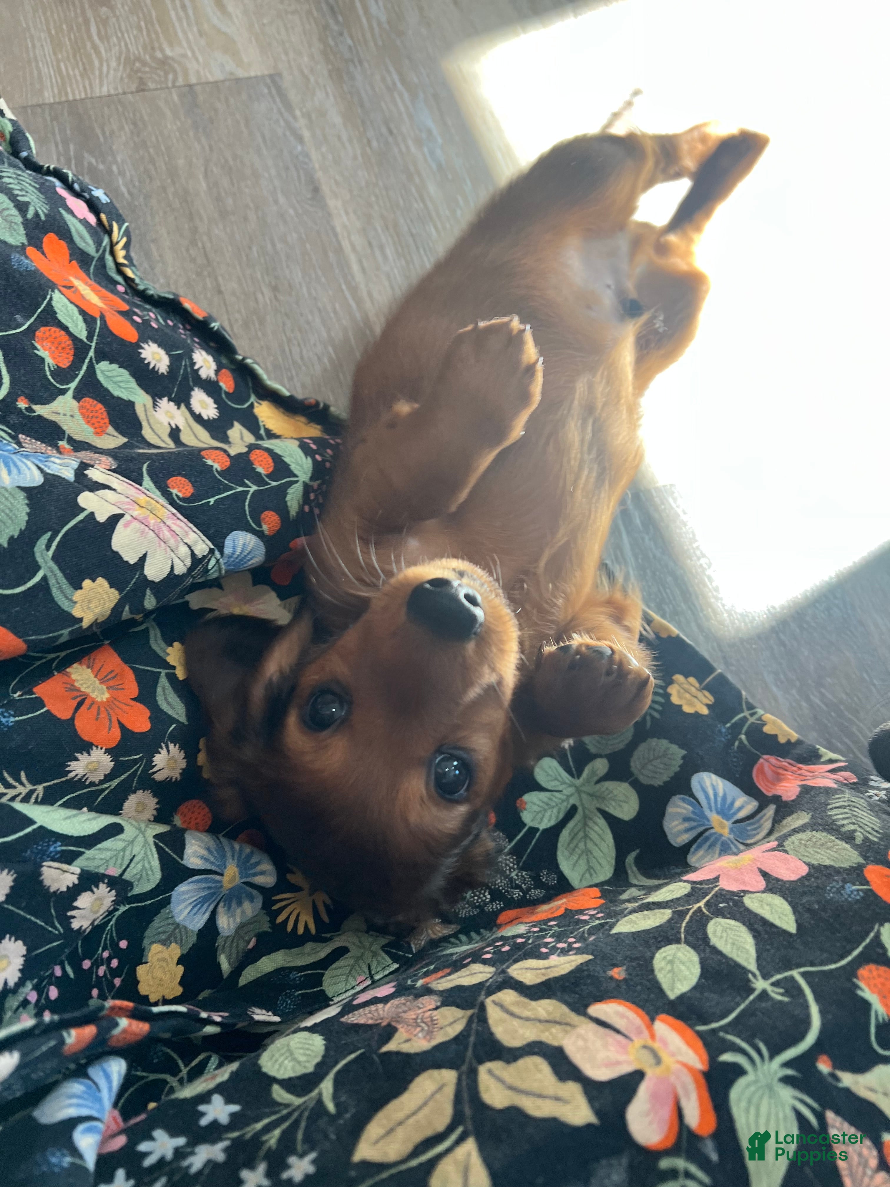 Miniature Dachshund dogs Russet - Ad 2