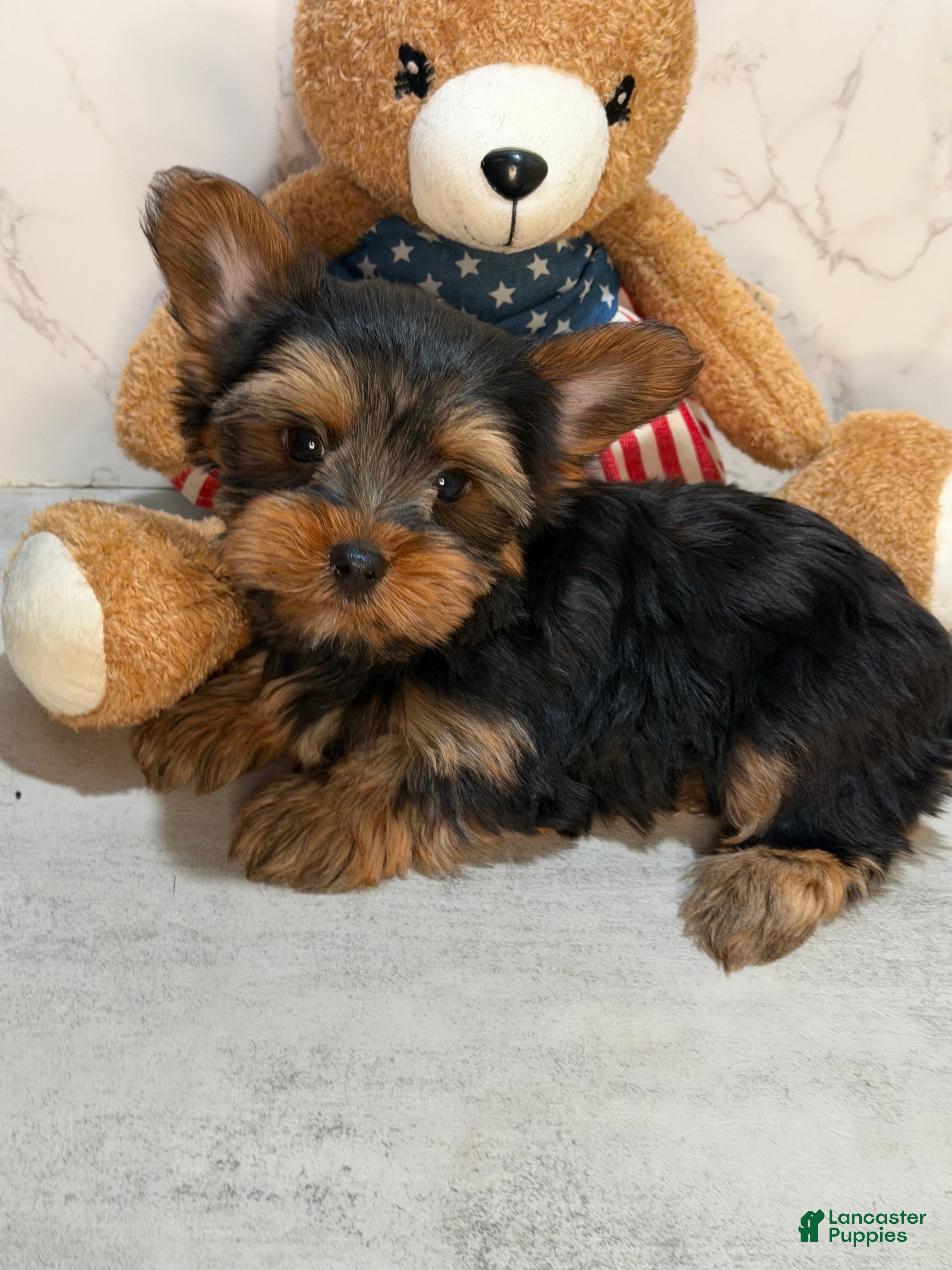Yorkshire Terrier dogs TEACUP MAXX TEDDY FACE - Ad 2