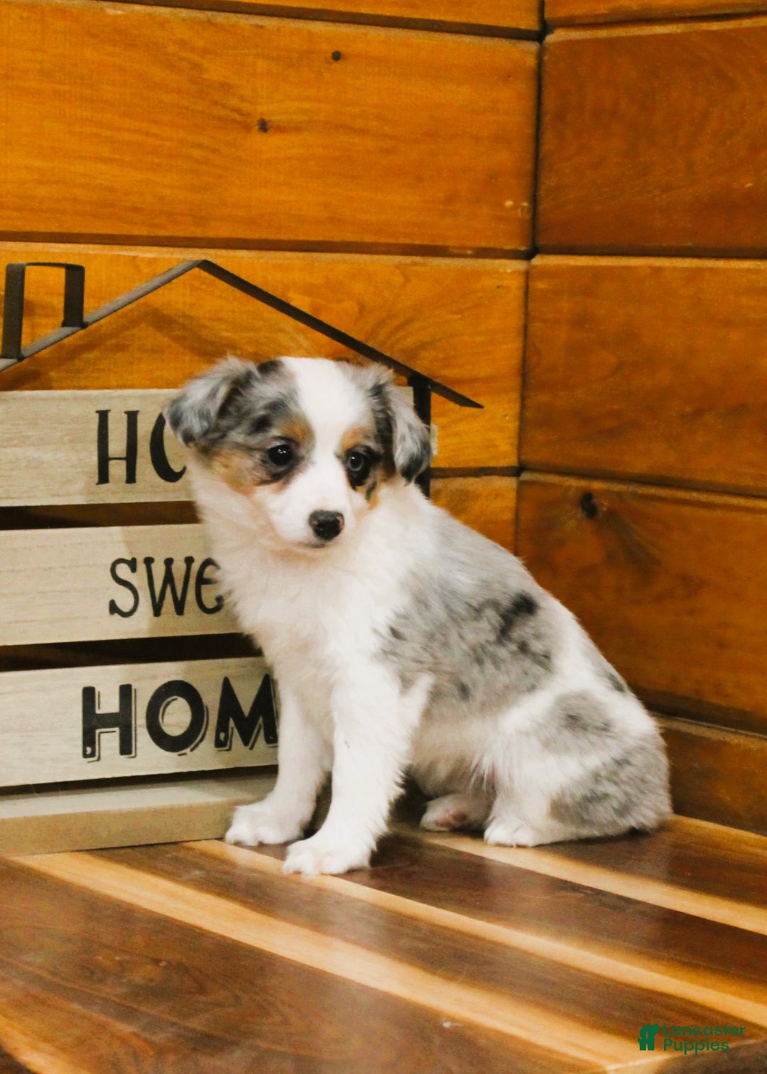 Miniature Australian Shepherd dogs for sale: Miniature Australian Shepherd Puppy 1 - Ad 1