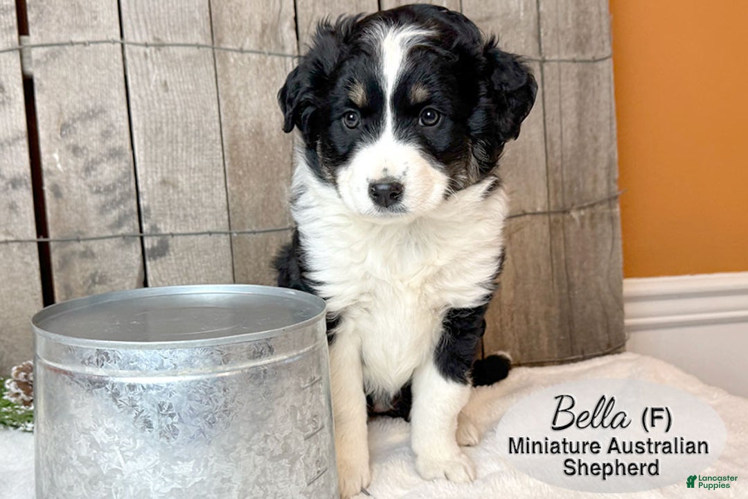 Miniature Australian Shepherd dogs for sale: Bella - Ad 5