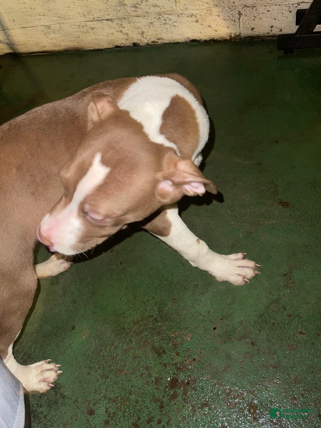 Staffordshire Bull Terrier dogs for sale: Staffordshire Bull Terrier Puppy 3 - Ad 1