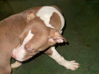 Staffordshire Bull Terrier dogs Staffordshire Bull Terrier Puppy 3 - Ad 8