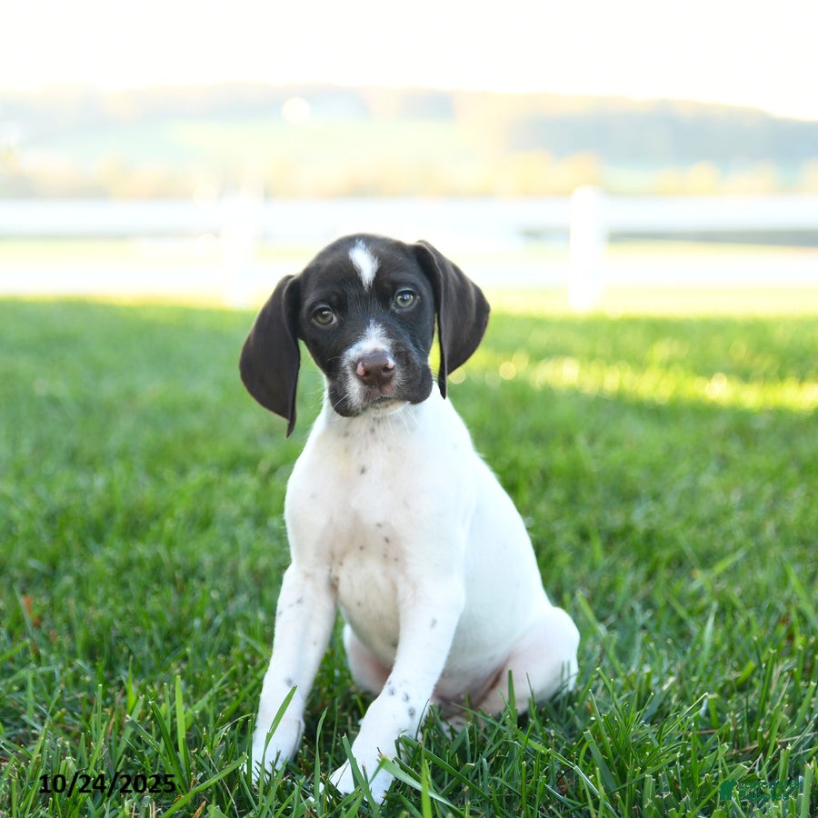 German Shorthaired Pointer Puppies for sale in Baltimore, Maryland