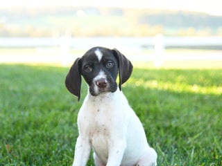 German Shorthaired Pointer dogs - Ad 8