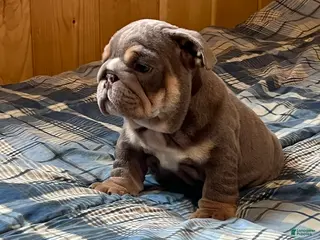 English Bulldog dogs Donner - Ad 12