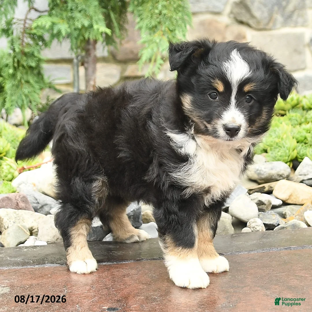 Mini Aussiedoodle dogs for sale: Joy - Ad 2