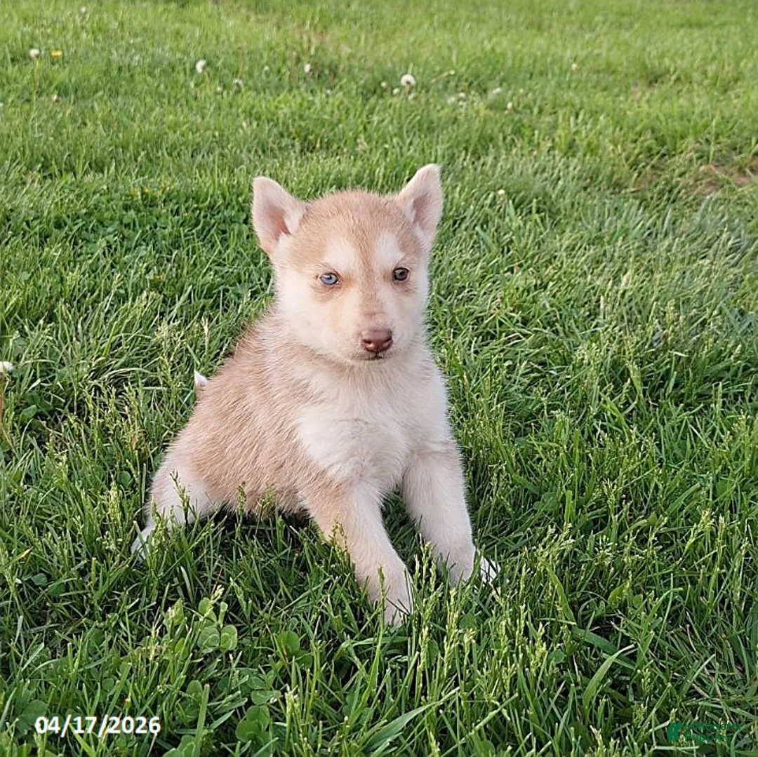 Gerberian Shepsky dogs for sale: Rusty - Ad 3