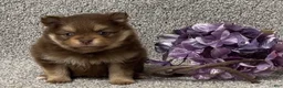 Pomeranian dogs for sale: Tyler - Ad 3
