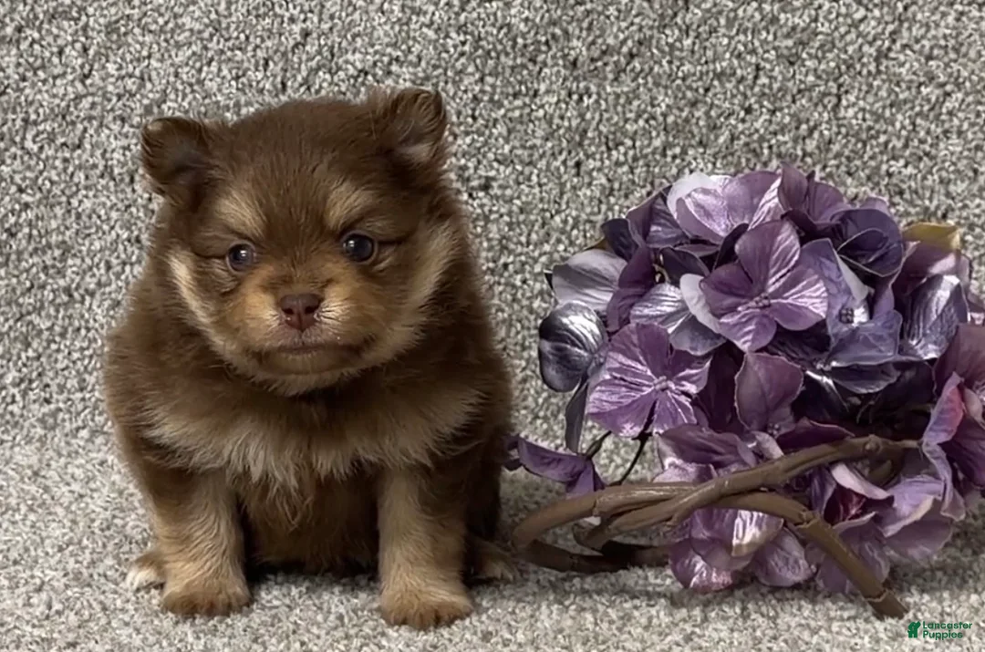 Pomeranian dogs for sale: Tyler - Ad 3