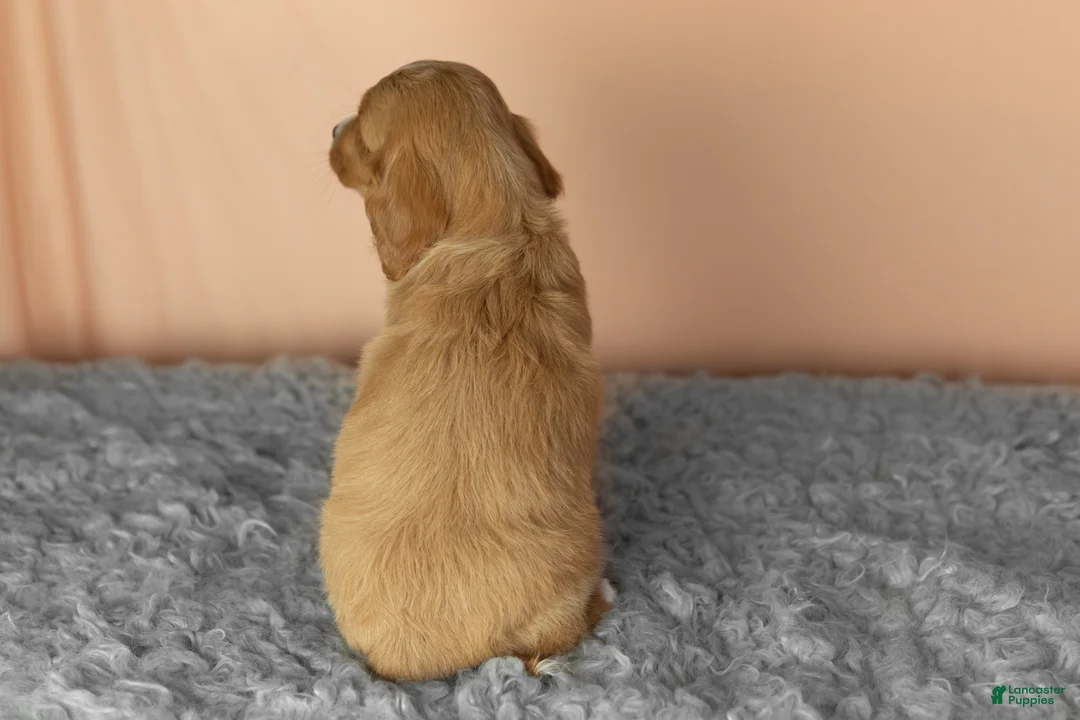 Mixed Breed dogs for sale: Baylor  - Ad 5