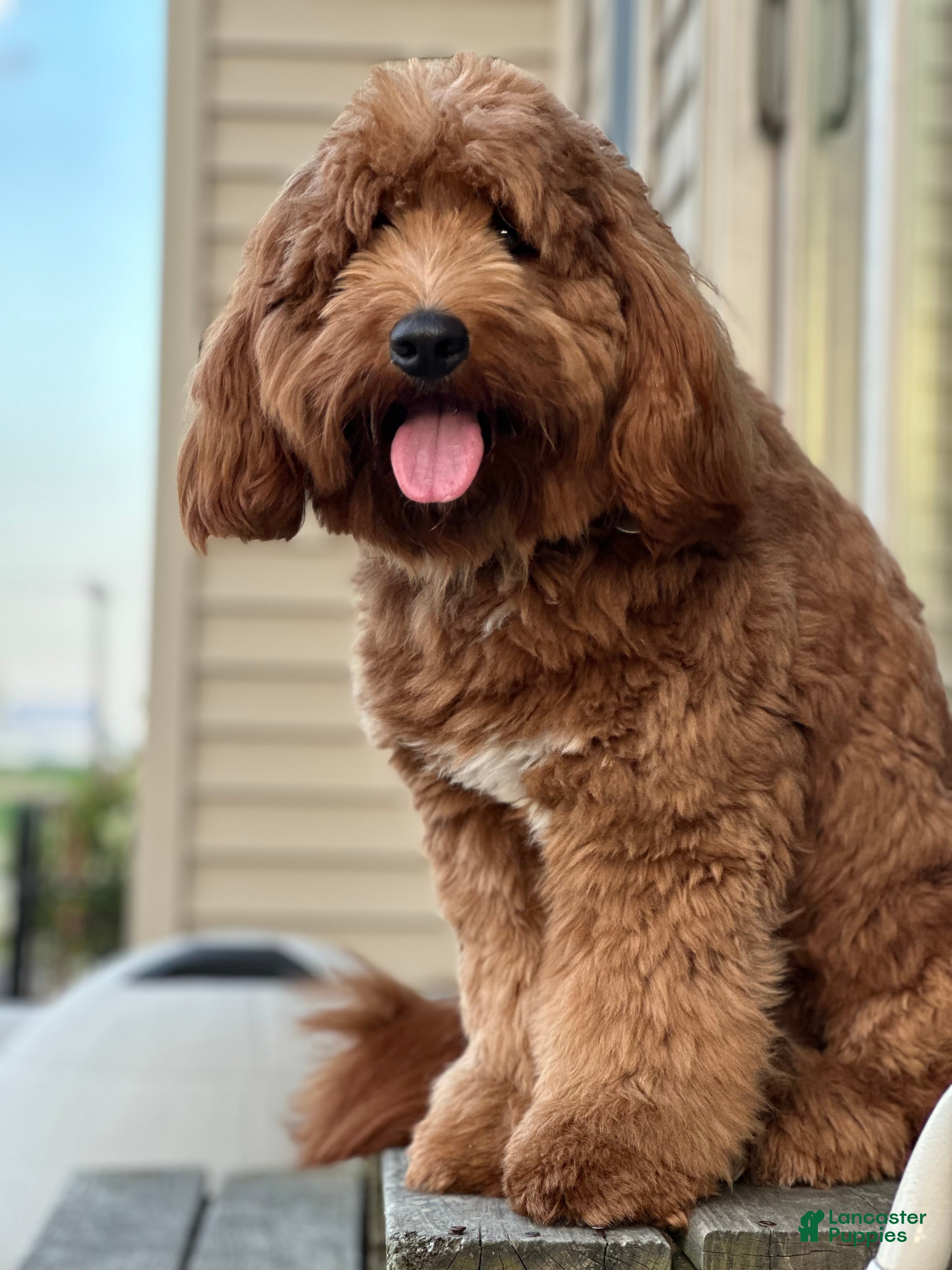Kodi