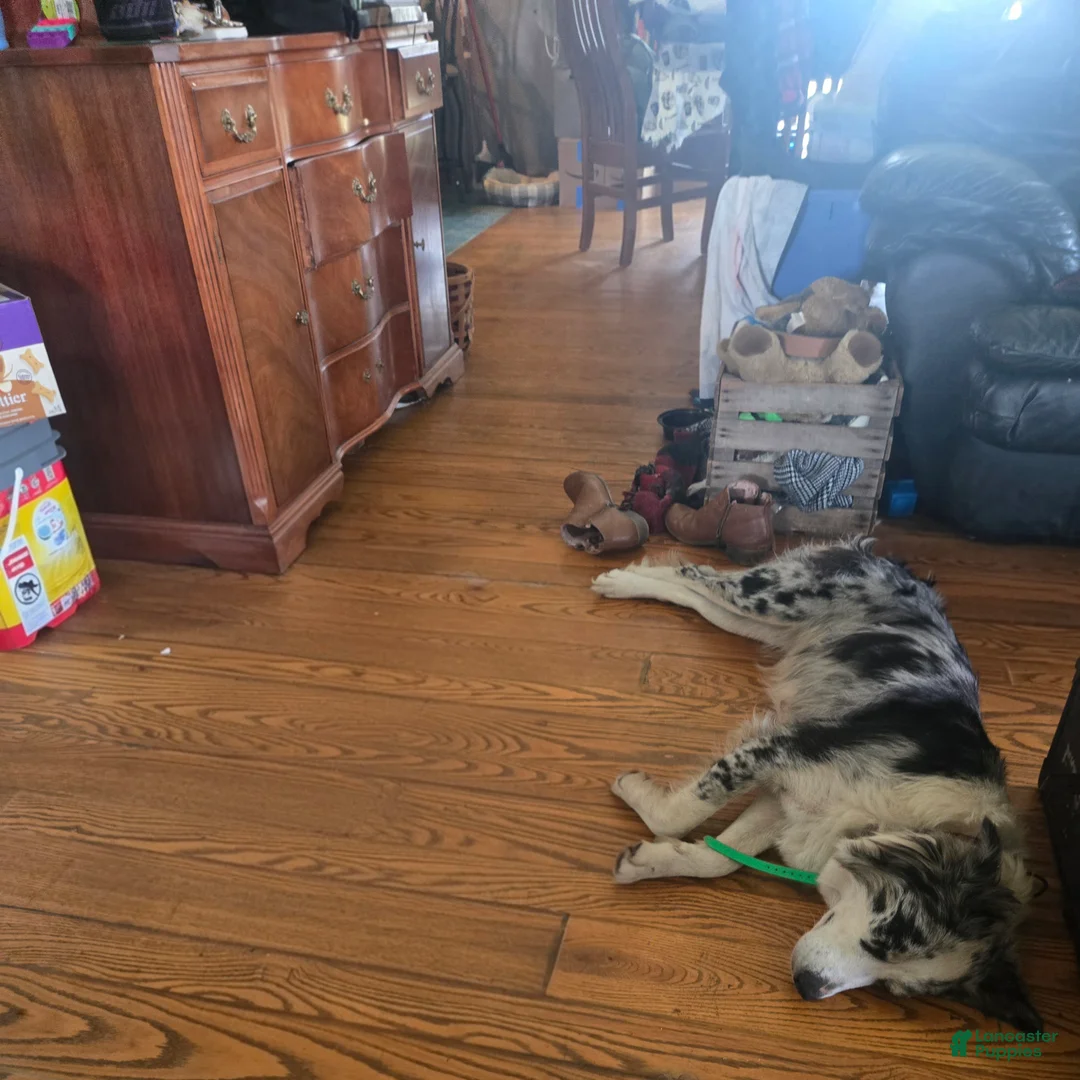 Australian Shepherd dogs for sale: Clifford - Australian Shepherd Puppy 1 - Ad 5