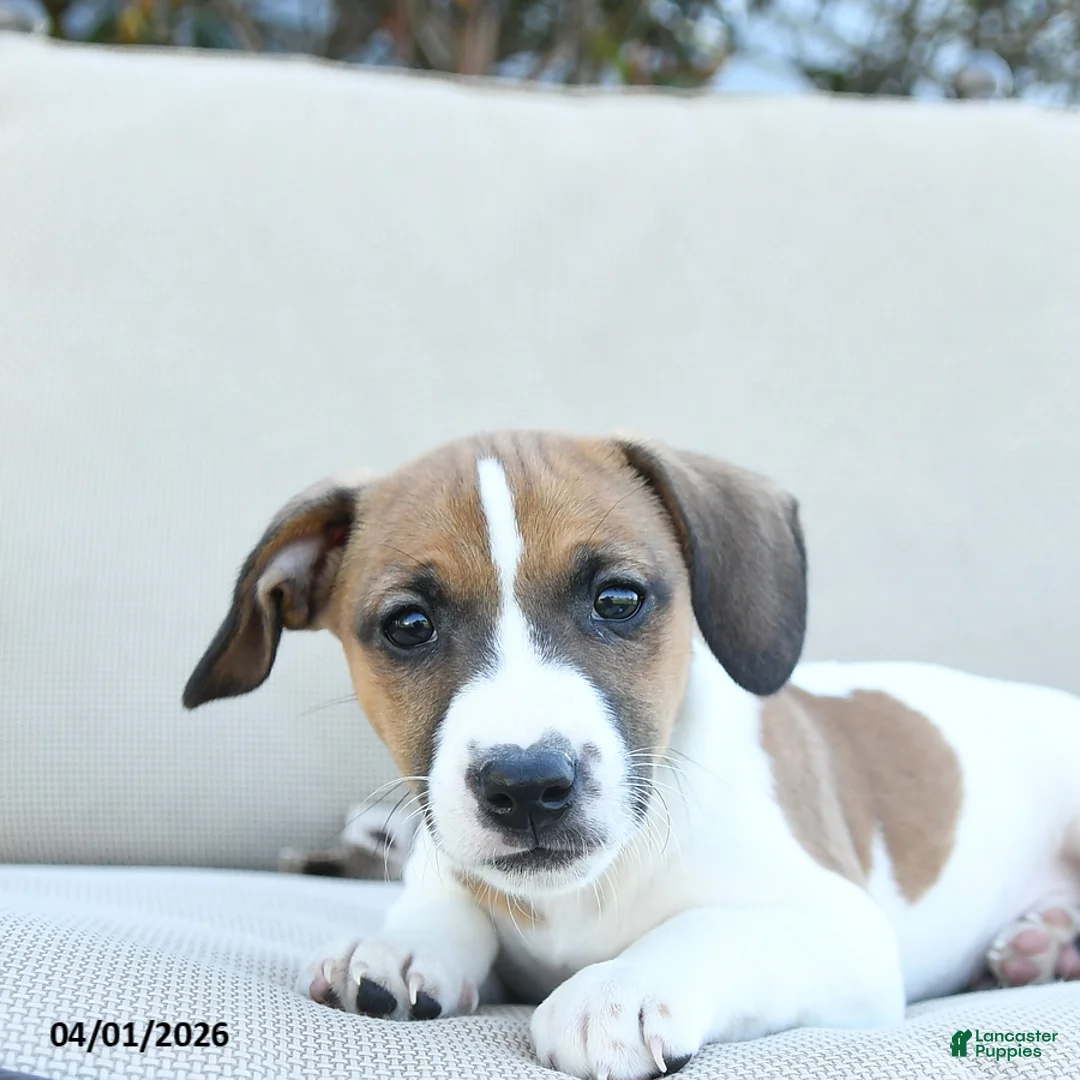 Jack Russell Terrier dogs for sale: Russell - Ad 2