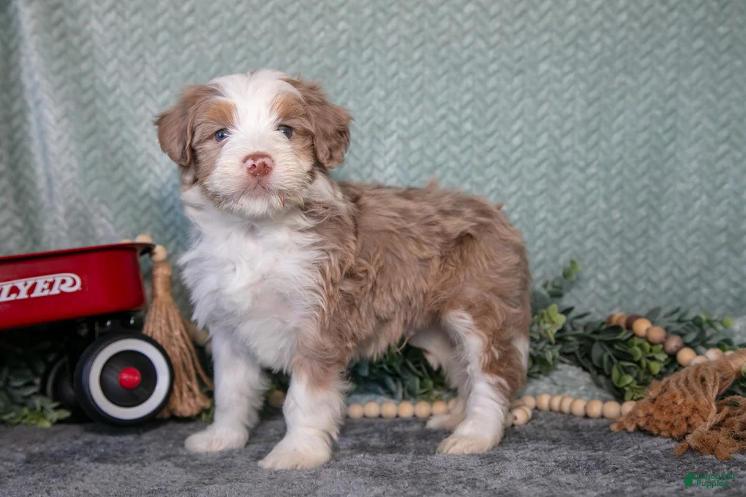Mini Bernedoodle dogs for sale: Kobe - Ad 1