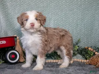 Mini Bernedoodle dogs for sale: Kobe - Ad 4